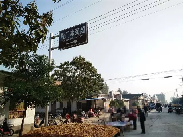 如何找到云臺(tái)冰菊？怎樣找到云臺(tái)冰菊？