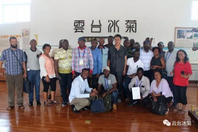 目測這朵菊花要火，國外專家為它頻頻而來······